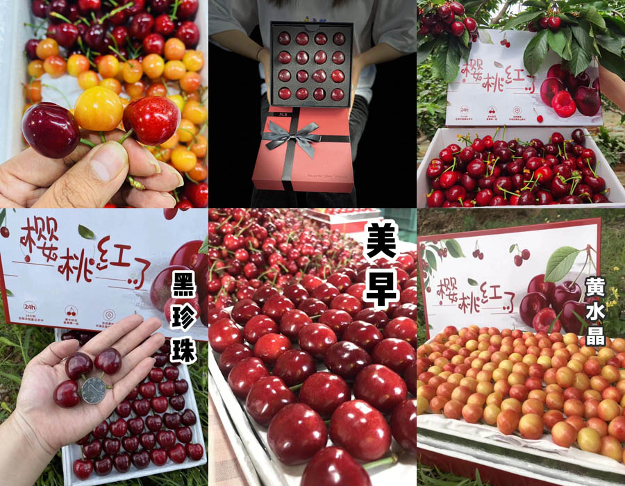 樱桃红了 科技彩虹樱桃系列20210605