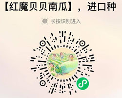 红魔贝贝南瓜20210619