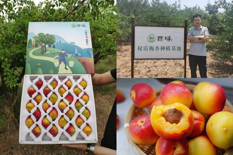 武乡县权店梅杏20210628