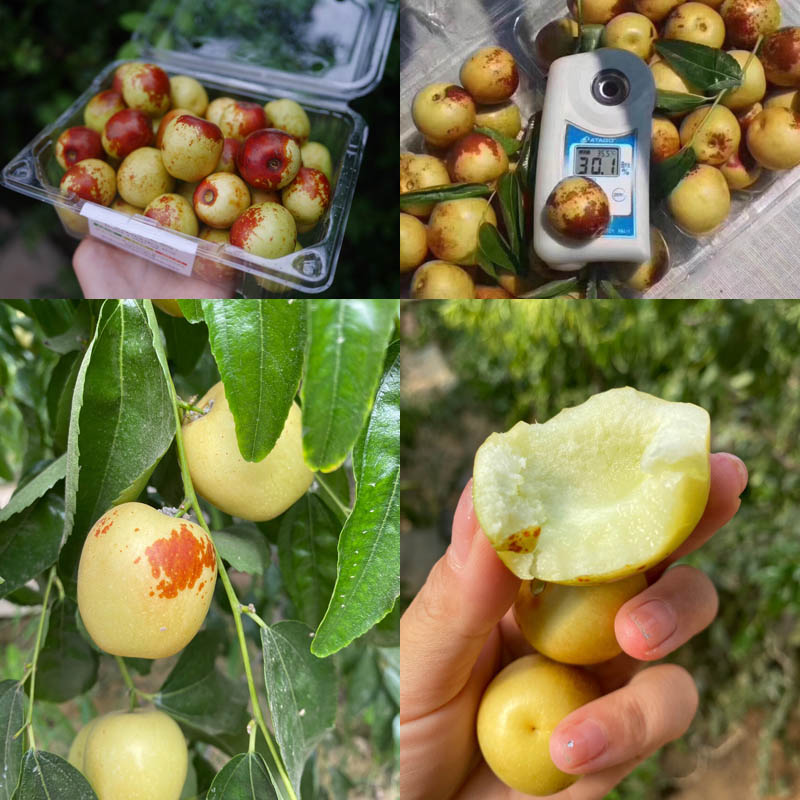 陕西大荔冬枣20210629