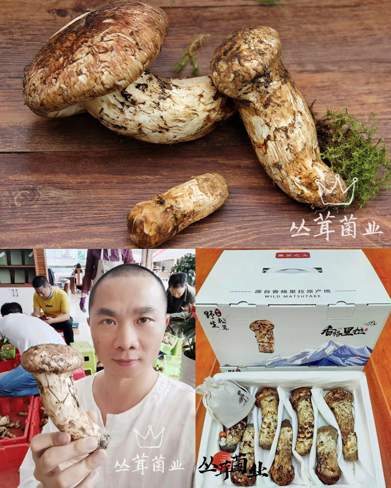 香格里拉野生松茸 云南丛茸菌业支持大宗交易 一件代发 欢迎各渠道对接 农贸易家