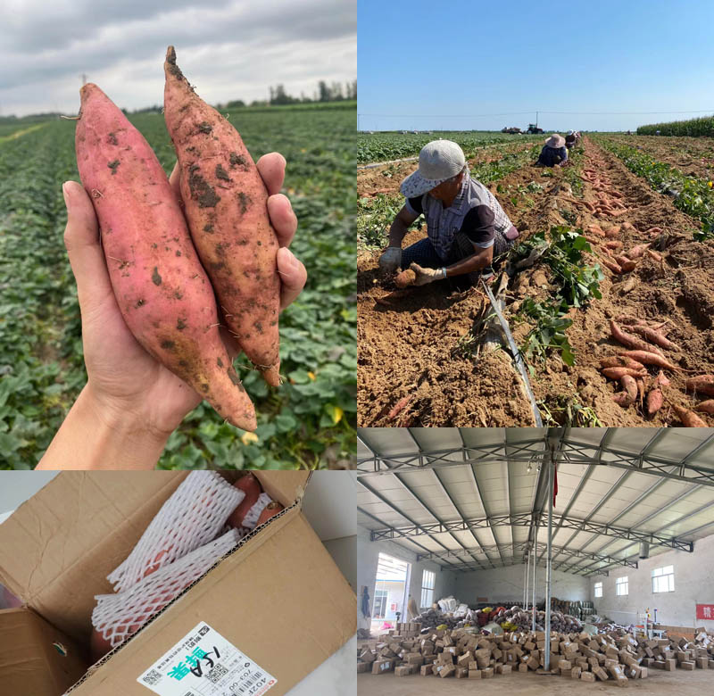 山东烟薯25号普通箱装20210731