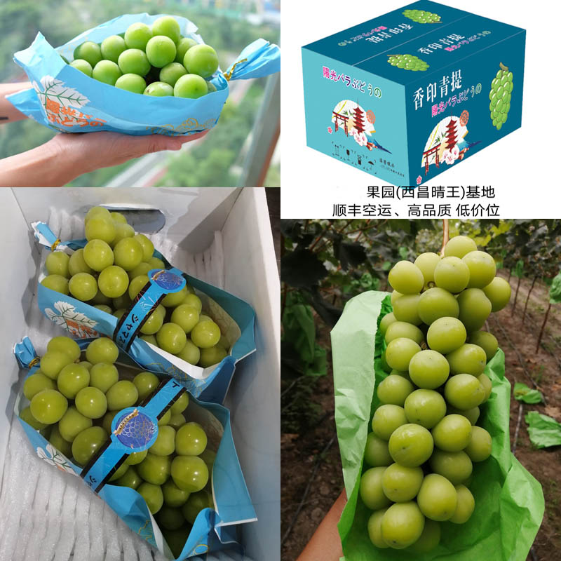 西昌晴王葡萄 香印青提20210710