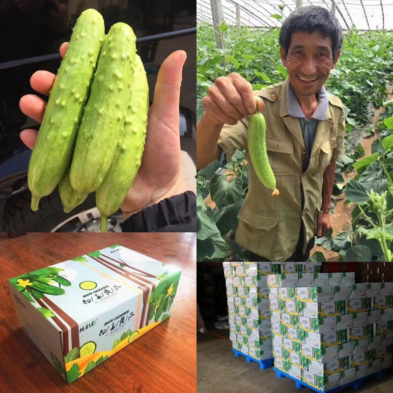 山东海阳白玉黄瓜20210825