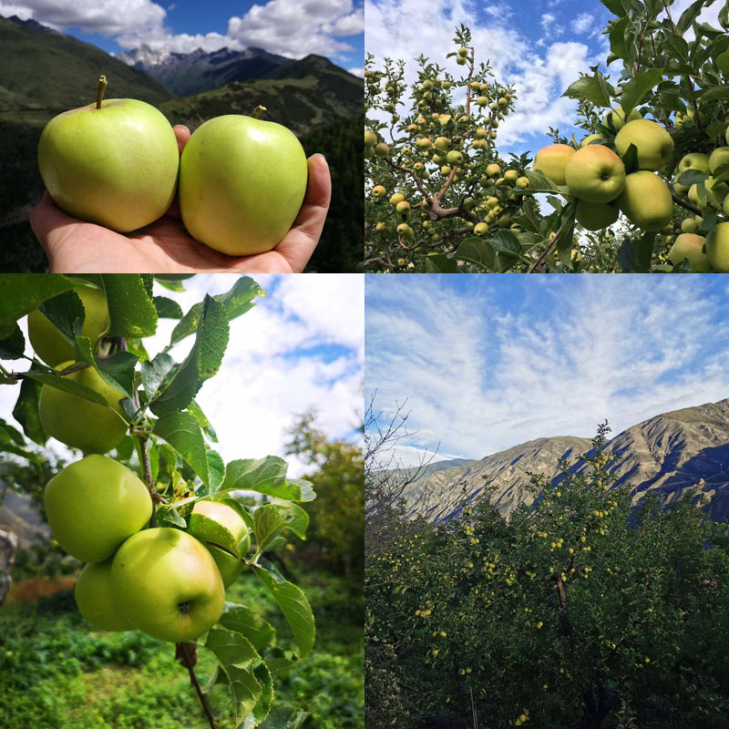 风物良食®阿坝小金冠青苹果20210925
