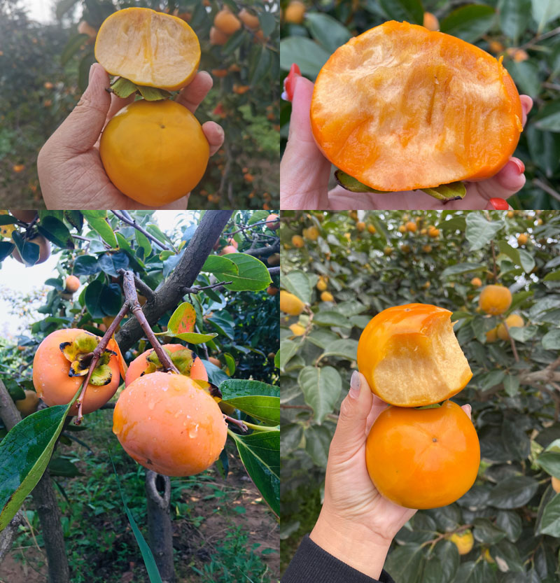 陕西阳丰脆柿20210926