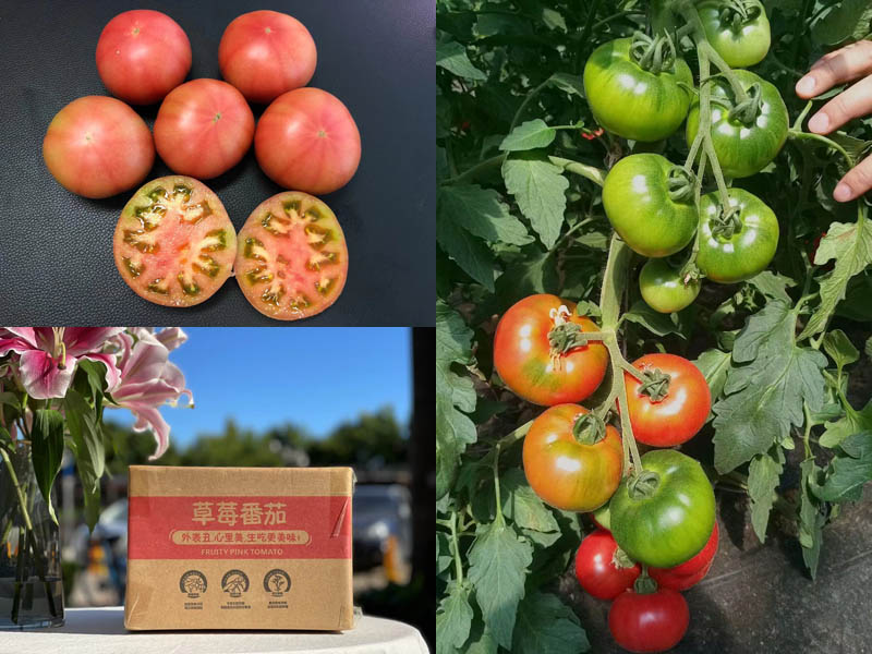云阳蜜®草莓番茄20210928