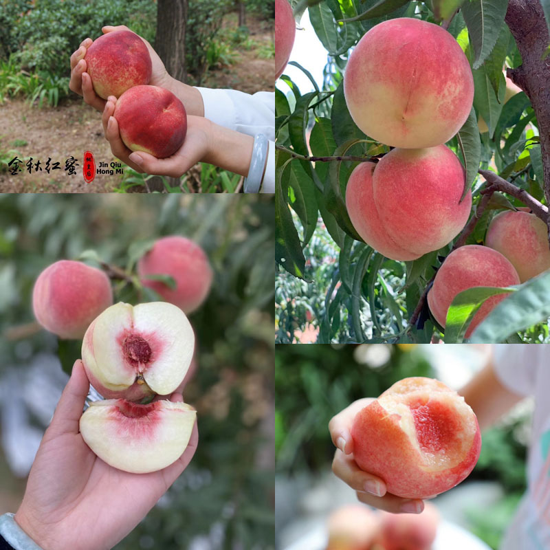 桃皇后®山东蒙阴金秋红蜜桃20210929