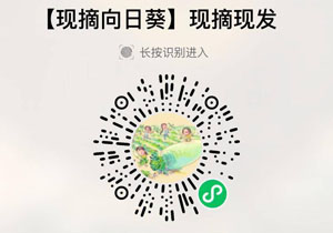 新鲜葵花盘/现摘向日葵20210912