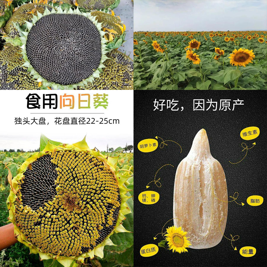 新鲜葵花盘/现摘向日葵20210912