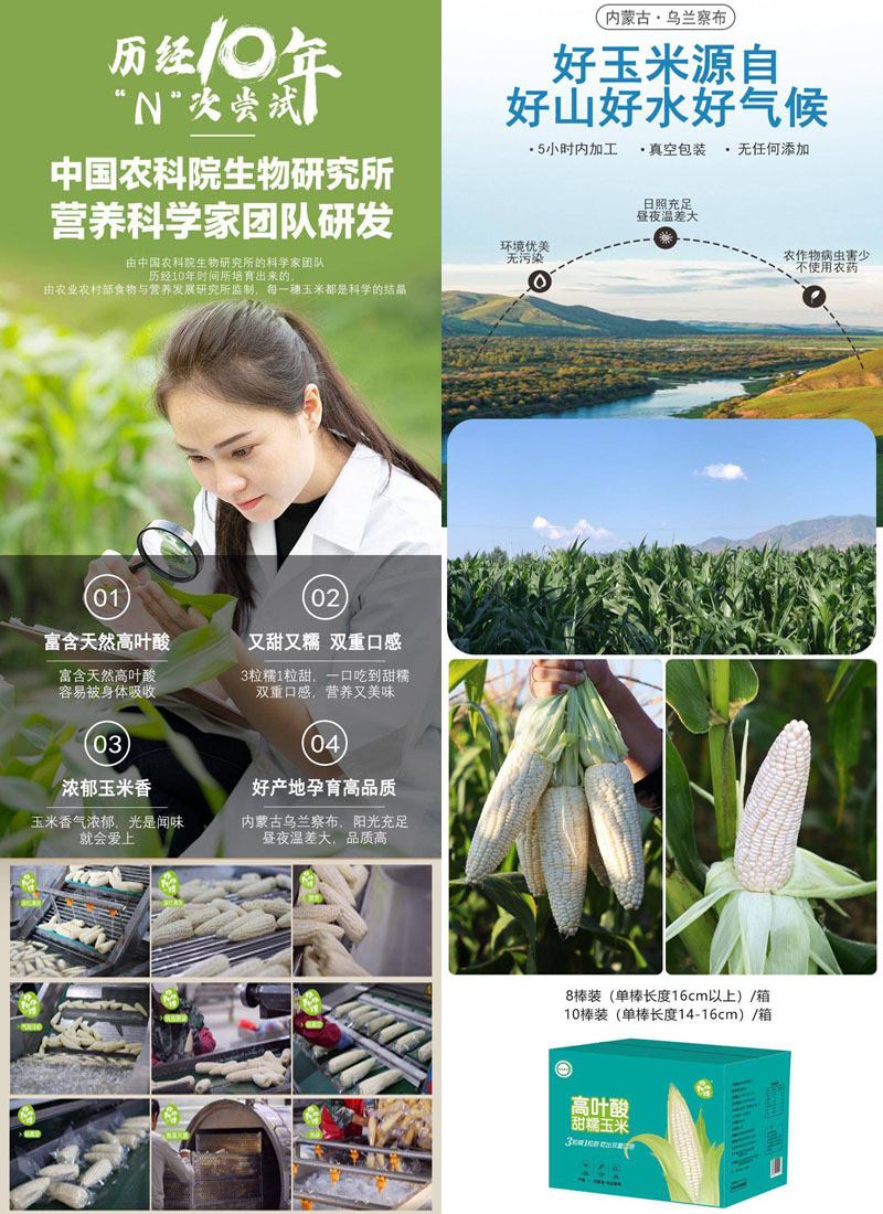高叶酸甜糯玉米20210924
