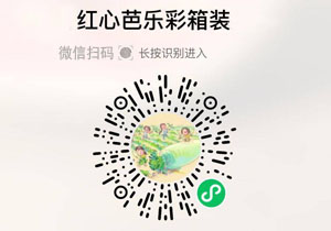 红心芭乐果20211018