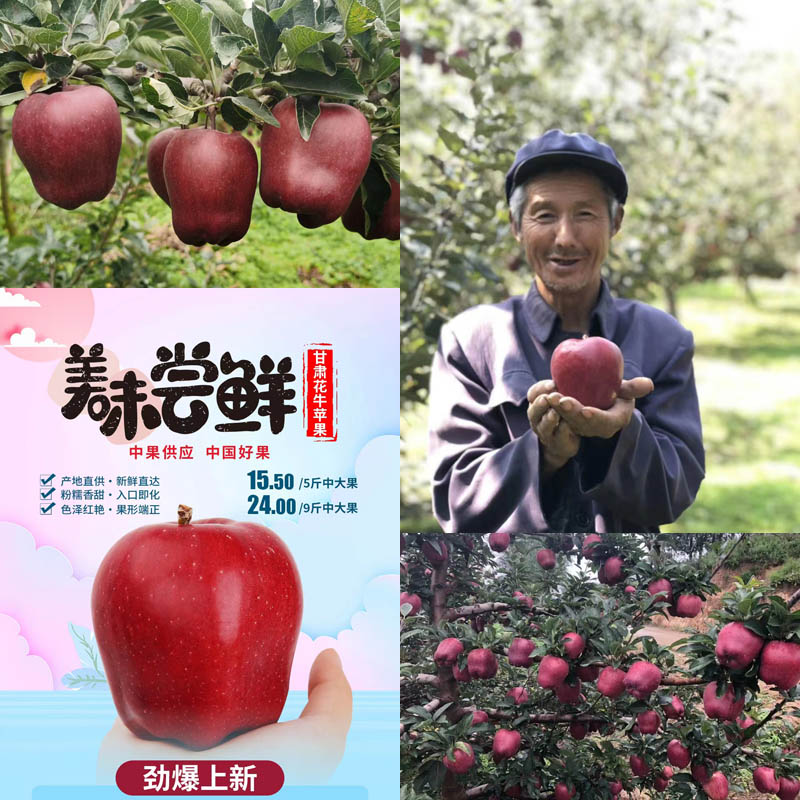 甘肃花牛苹果20211020