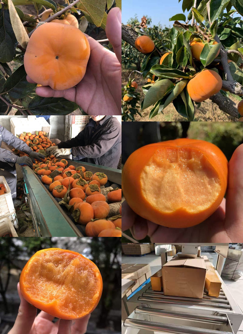 烟台富有脆柿20211024