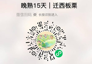 卖栗®迁西晚熟生鲜板栗20211027/果然