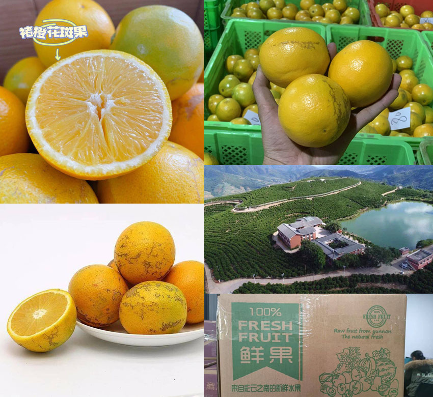 褚橙花斑果20211123