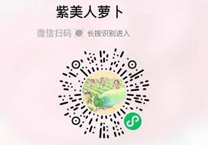 山东潍坊紫美人萝卜20211126