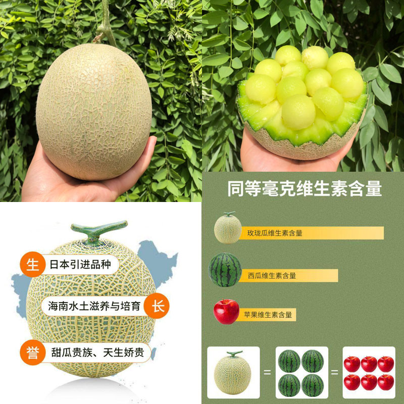 海南玫珑网纹瓜20211126