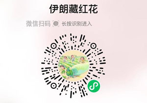 伊朗特级藏红花20211127/果然