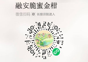 融安脆蜜金柑20211127/果然