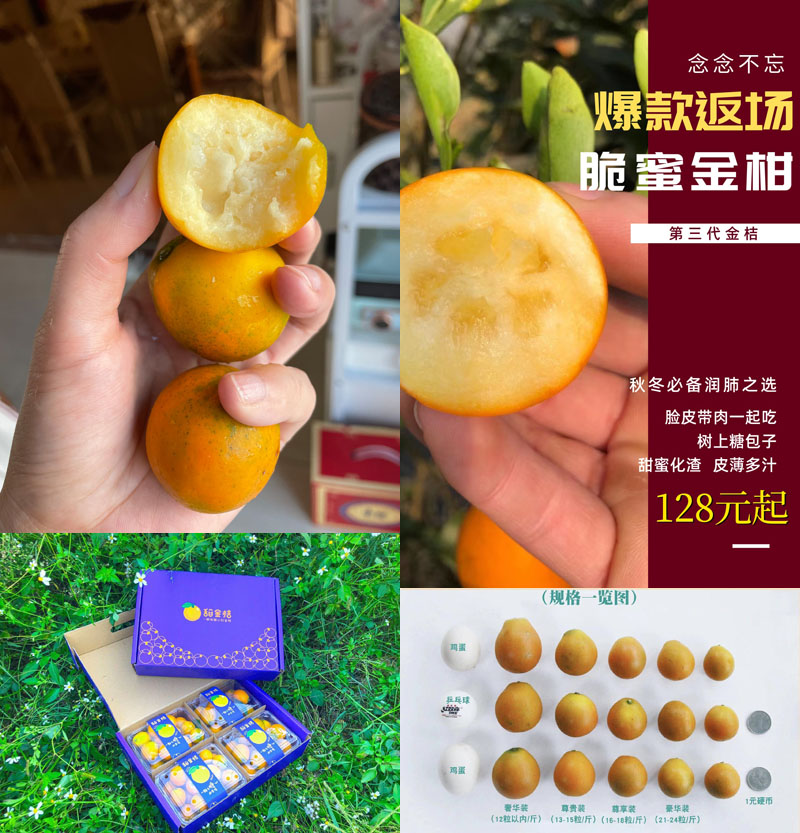 融安脆蜜金柑 金桔中的劳斯莱斯 润肺神器 甜蜜又爆汁 为秋冬润肺佳品 农贸易家