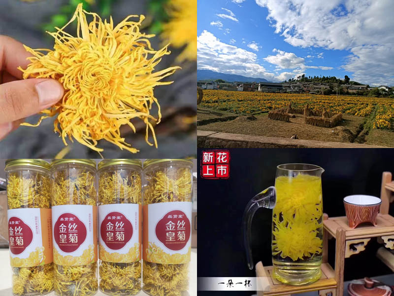 大理沙溪金丝皇菊20211109