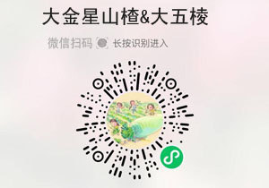 鲜山楂之大金星&大五棱20211111
