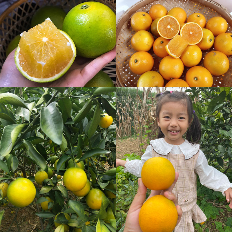 广西红江橙20211112