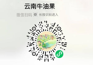云南牛油果20211113