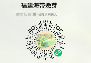 福建霞浦海带嫩苗20211120