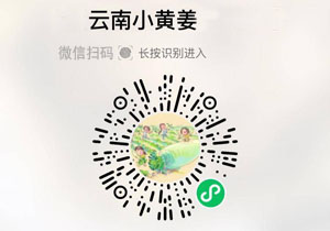 云南新鲜小黄姜20211121