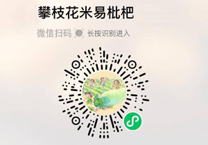四川攀枝花米易枇杷20211202
