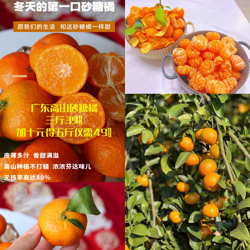 广东高山砂糖橘20211214