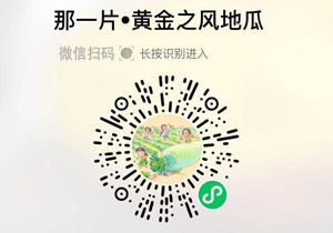 那一片地瓜 黄金之风20211229