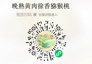 风物良食晚熟黄肉徐香猕猴桃20220104/果然
