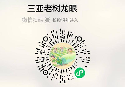 三亚老树石硖龙眼20220206/果然