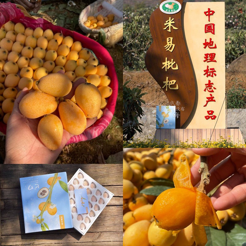 四川攀枝花米易枇杷20220214