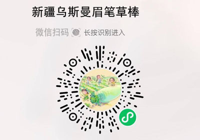 新疆乌斯曼眉笔草棒20220218