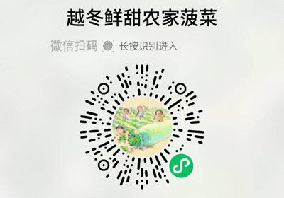 陕西黄土高原露天越冬农家土菠菜20220311