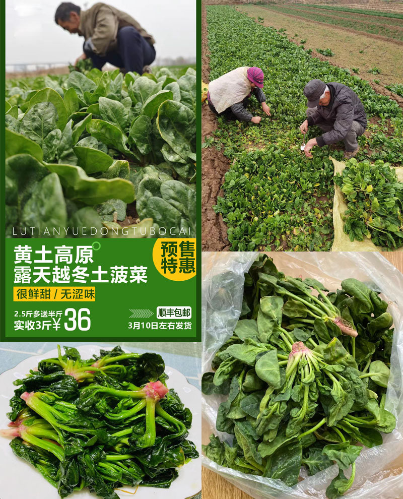 陕西黄土高原露天越冬农家土菠菜20220311