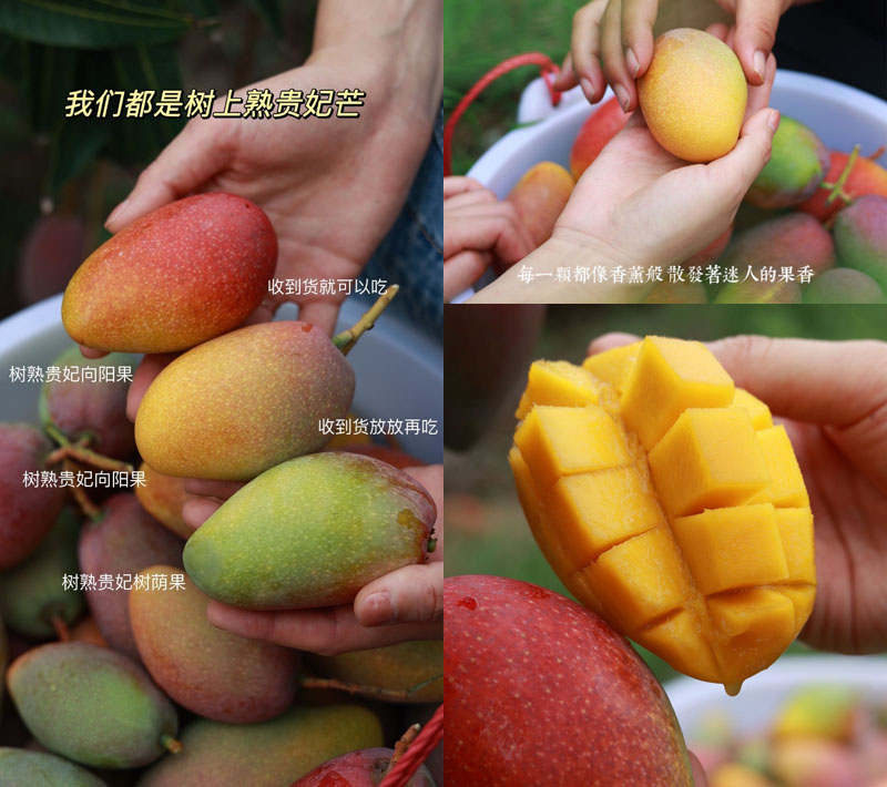 海南三亚树上熟贵妃芒20220323