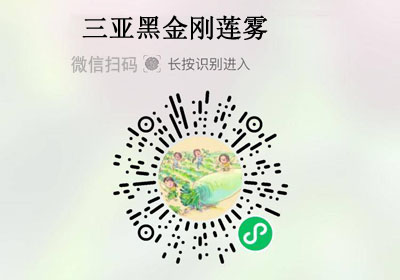 海南三亚树熟黑金刚莲雾20220323/果然