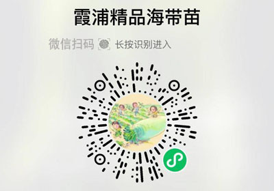 福建霞浦海带嫩苗20220304/果然