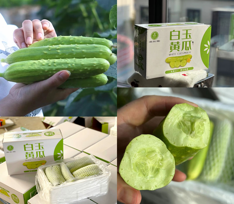 海阳白玉黄瓜20220306