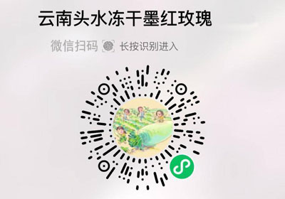 春日集采墨红玫瑰花茶20220404/果然