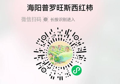 海阳普罗旺斯西红柿20220405