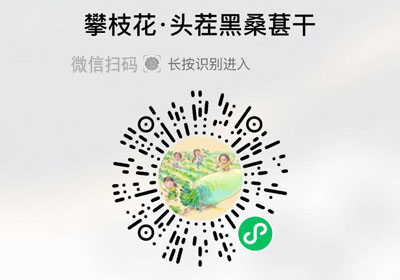 攀枝花头茬黑桑葚干20220501/果然