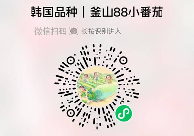 釜山88赳崽小番茄20220517/果然