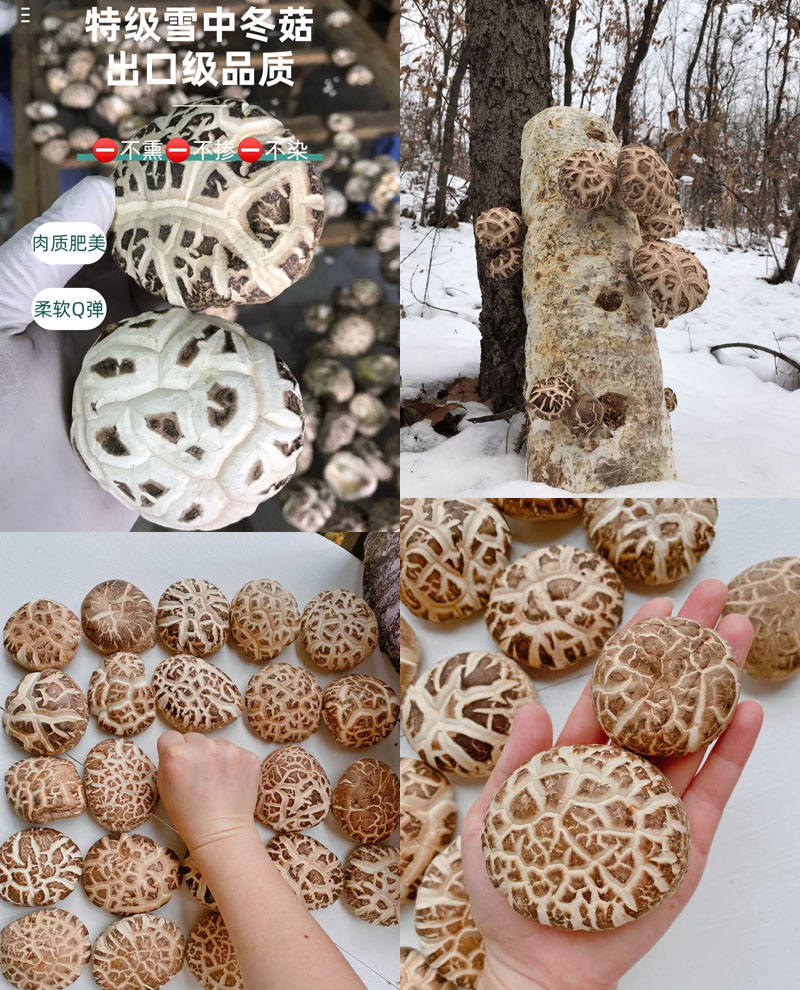 特级雪中冬菇20220518