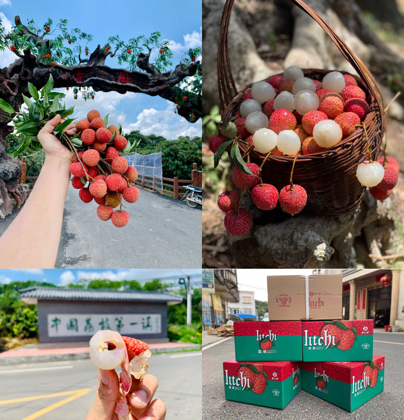 百口味老树白糖罂荔枝20220521